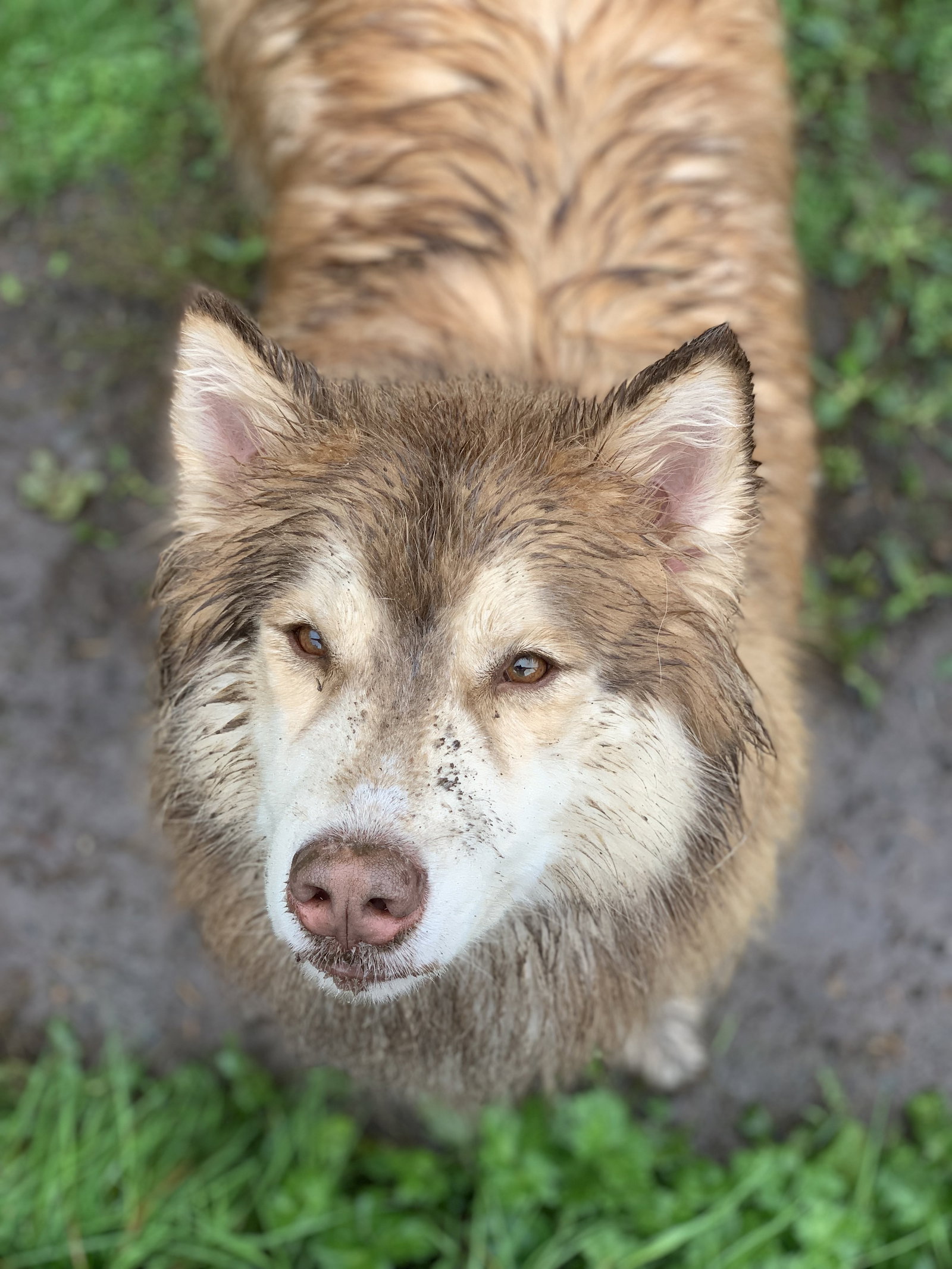 dog-image