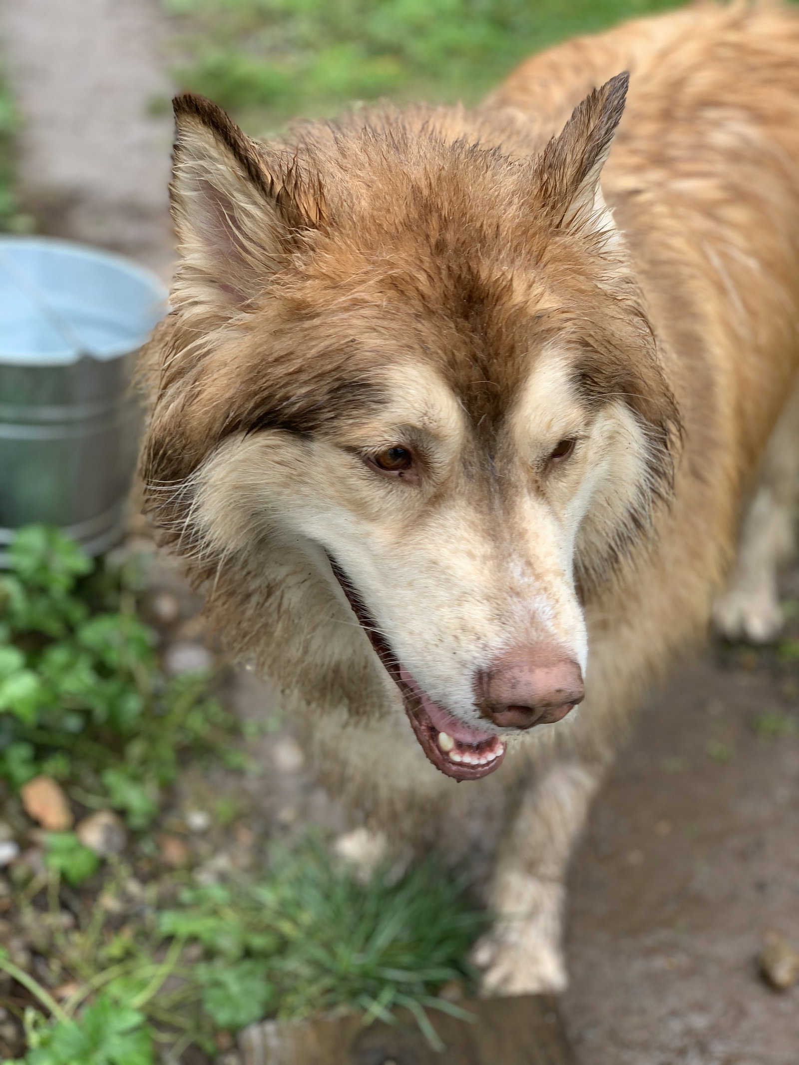 dog-image
