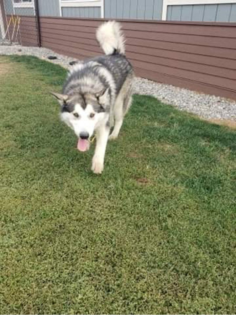 dog-image