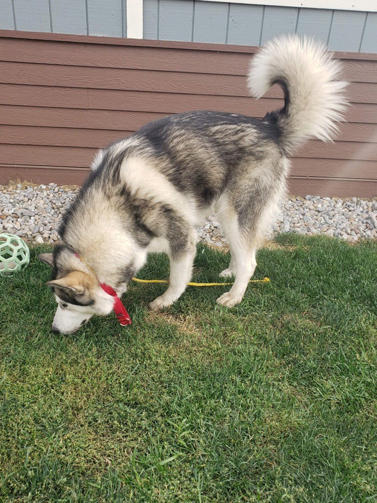 dog-image