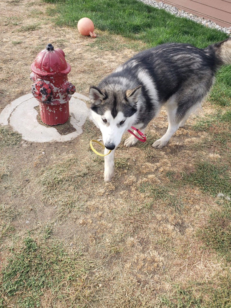 dog-image