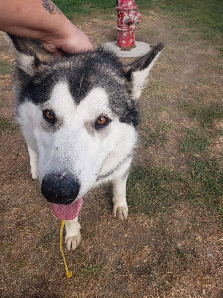 dog-image