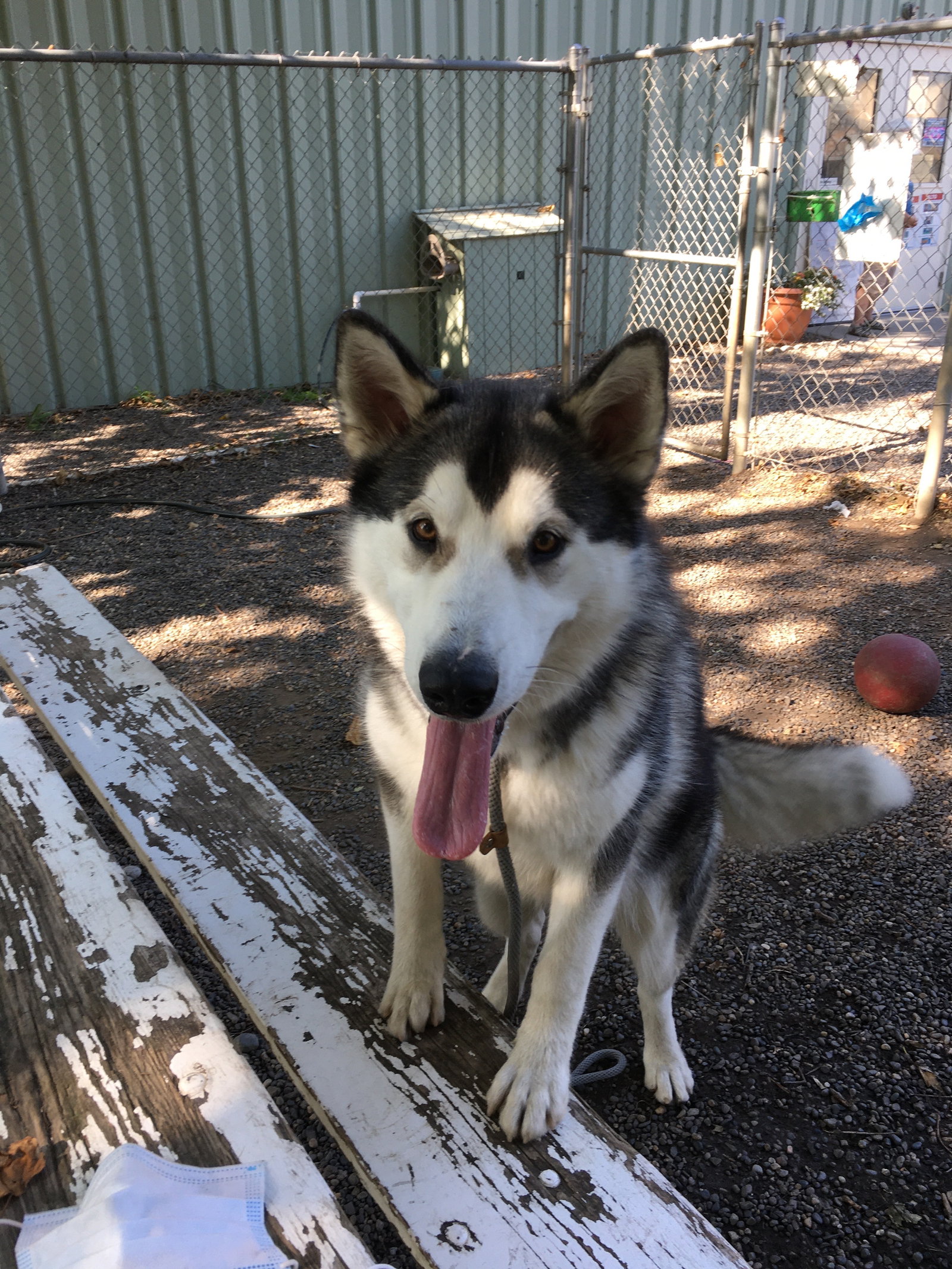 dog-image