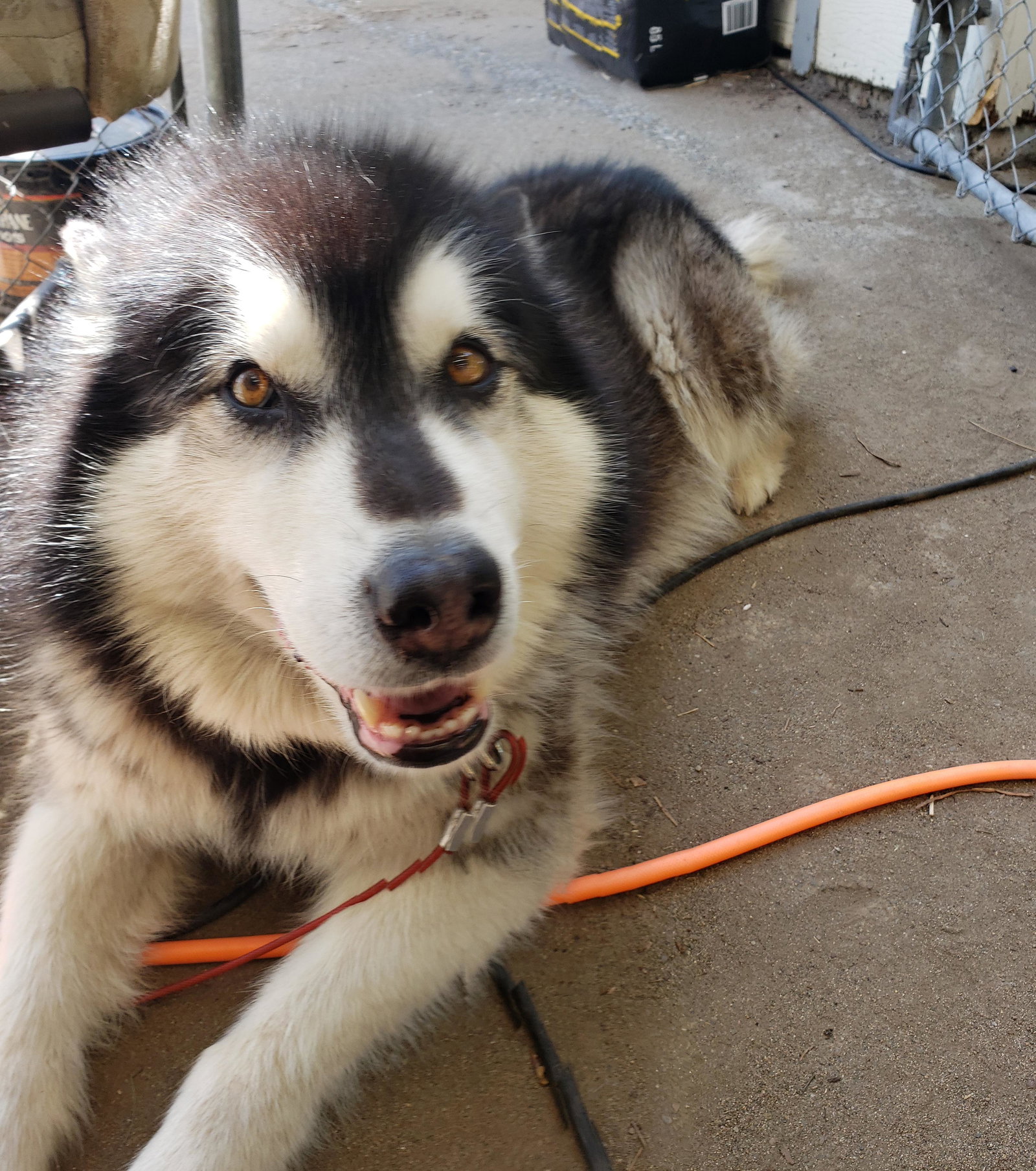 dog-image