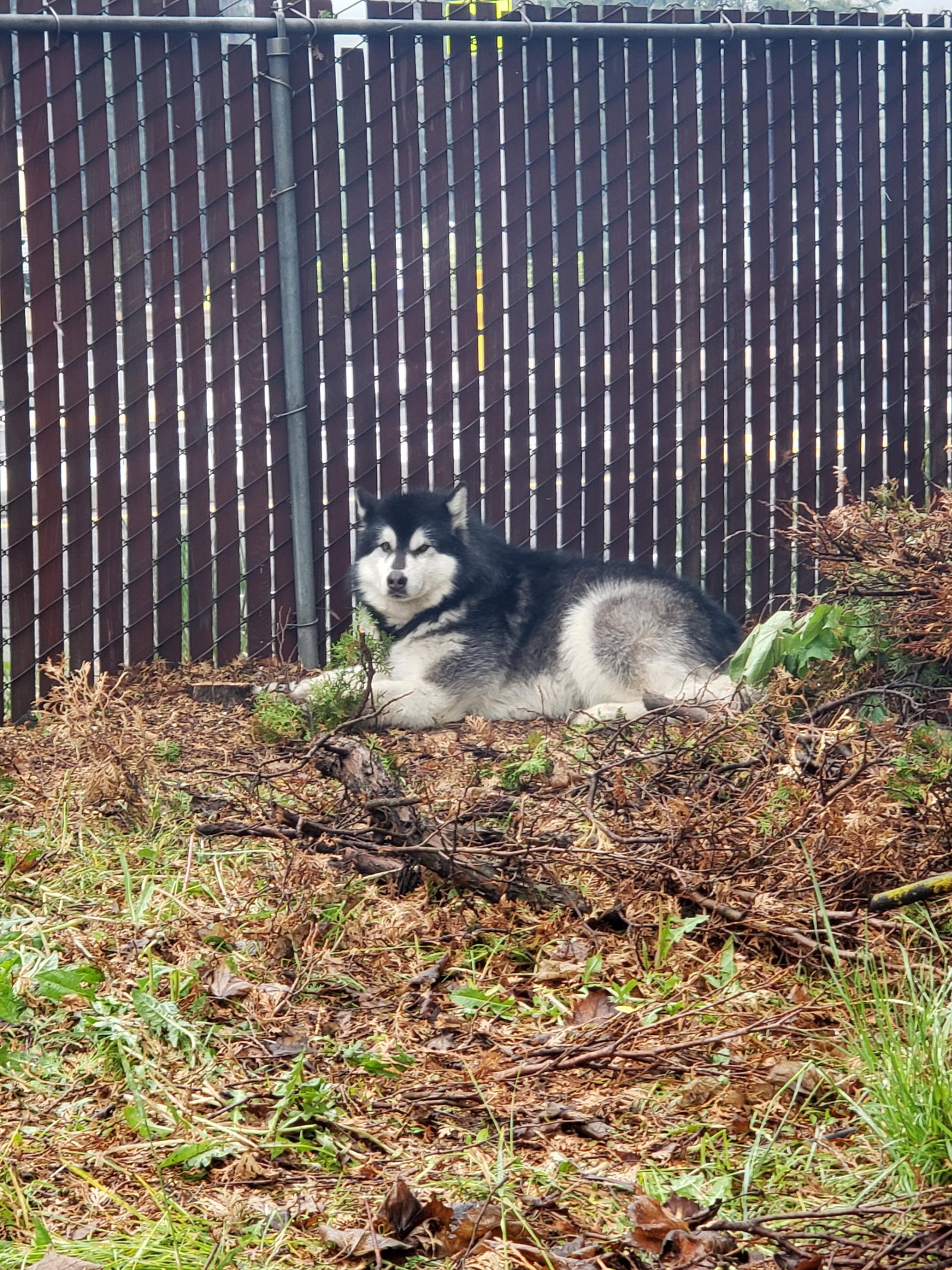 dog-image
