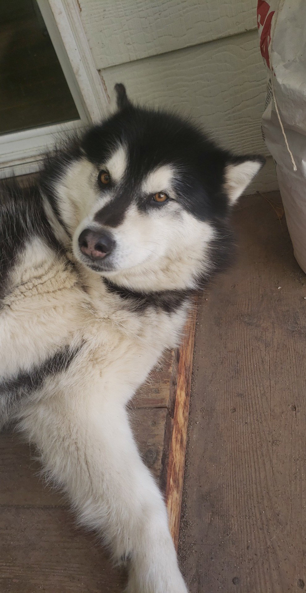 dog-image