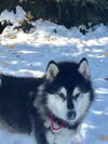 NIKITA