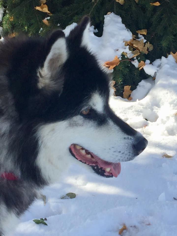 dog-image