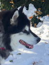 NIKITA