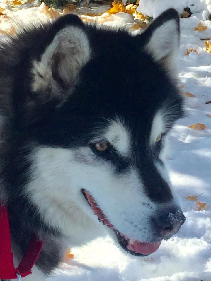 dog-image