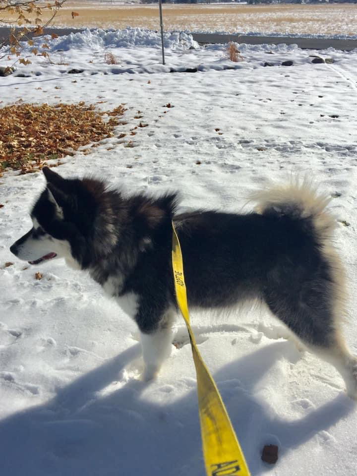 dog-image