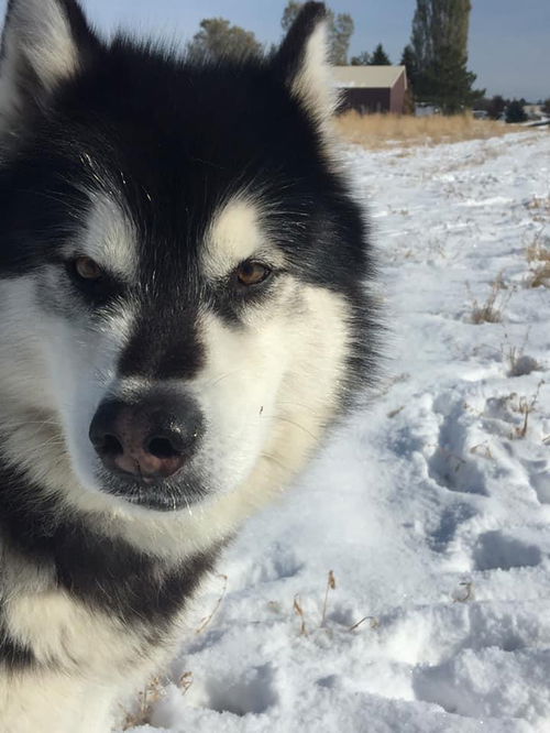 NIKITA