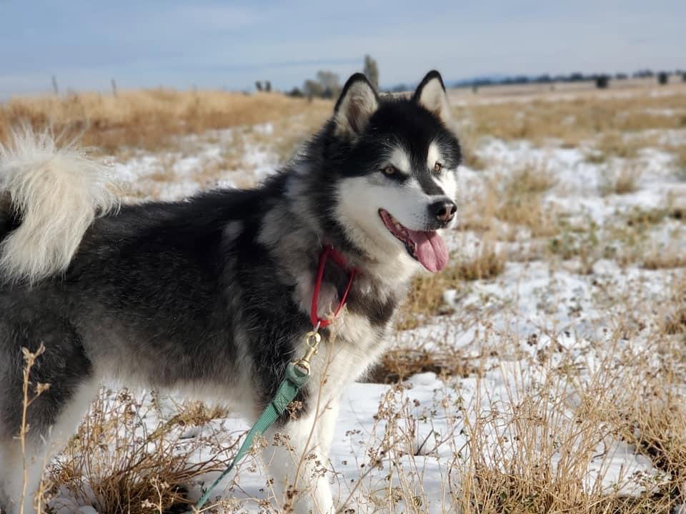 dog-image