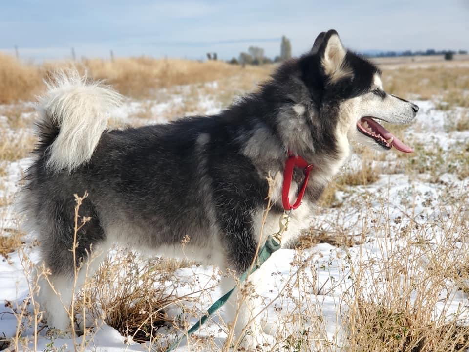 dog-image