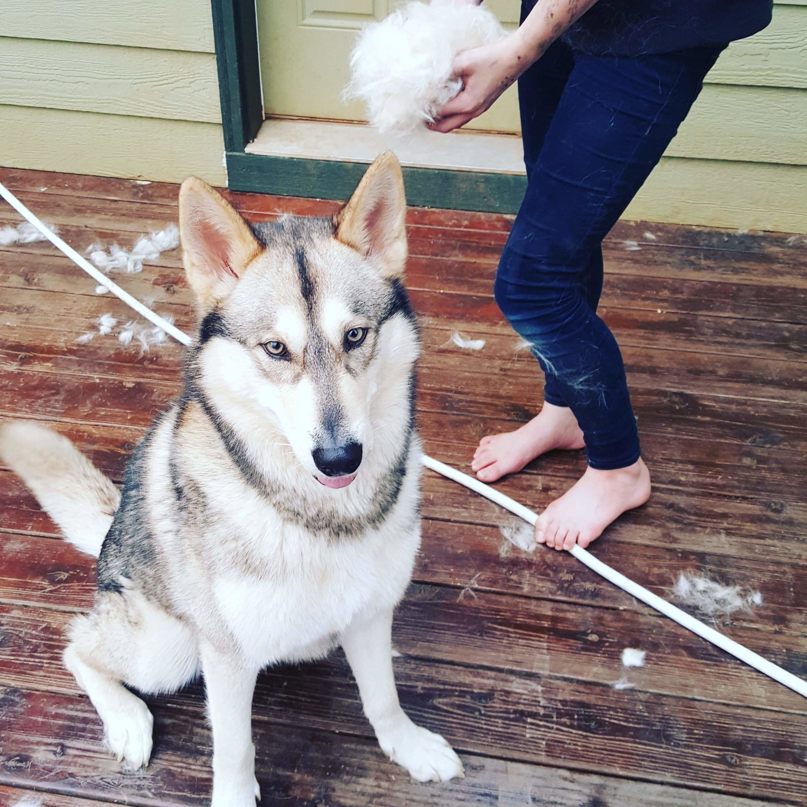 dog-image