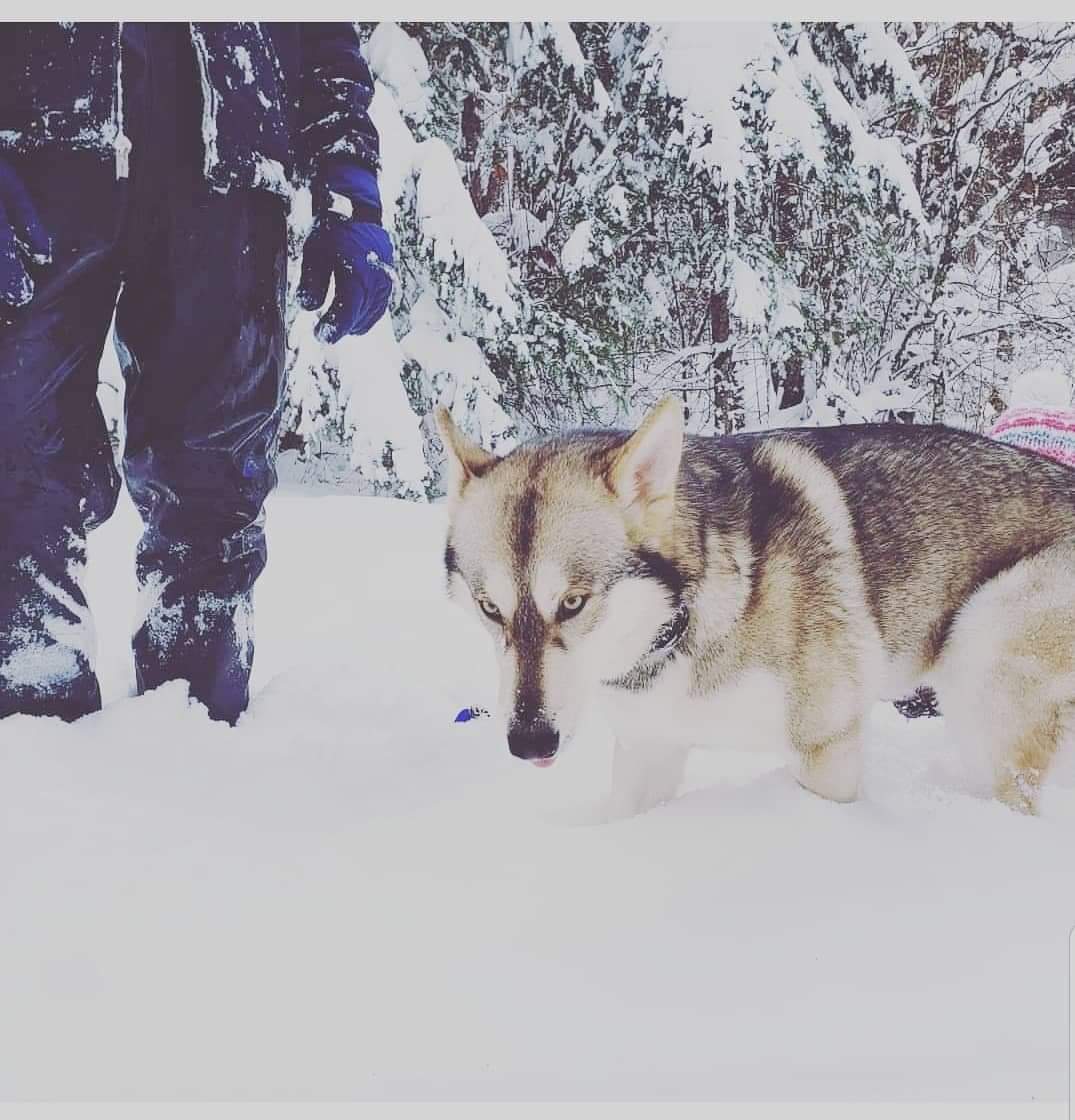 dog-image