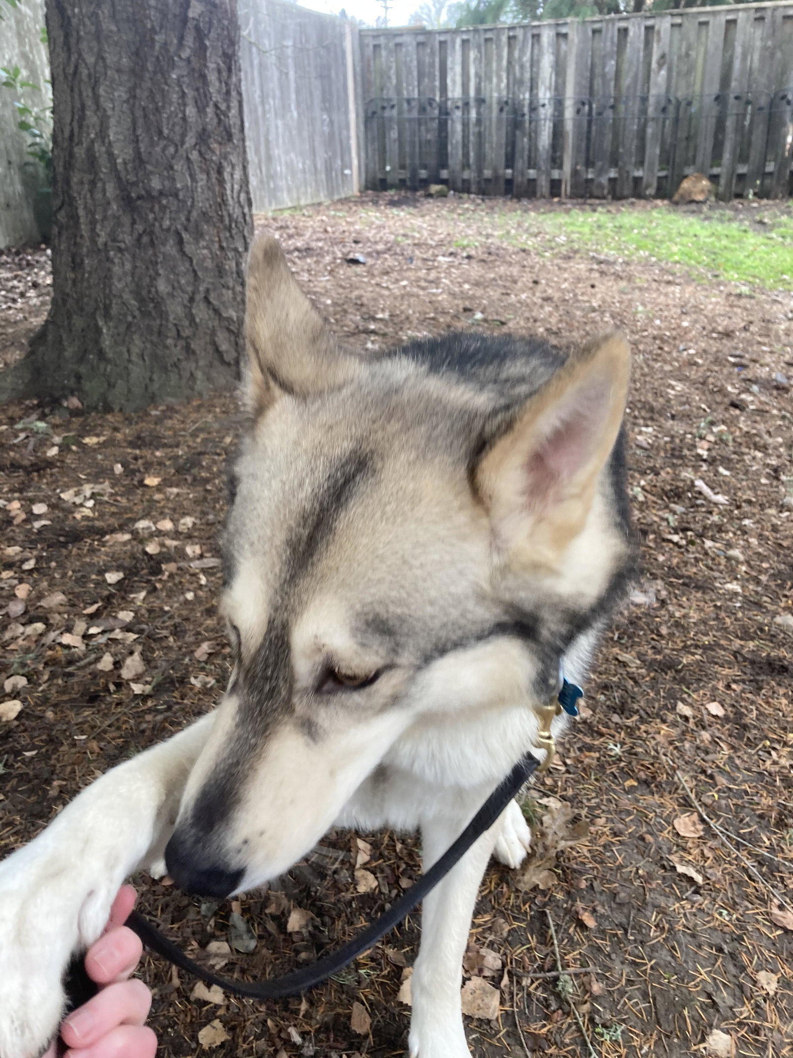 dog-image