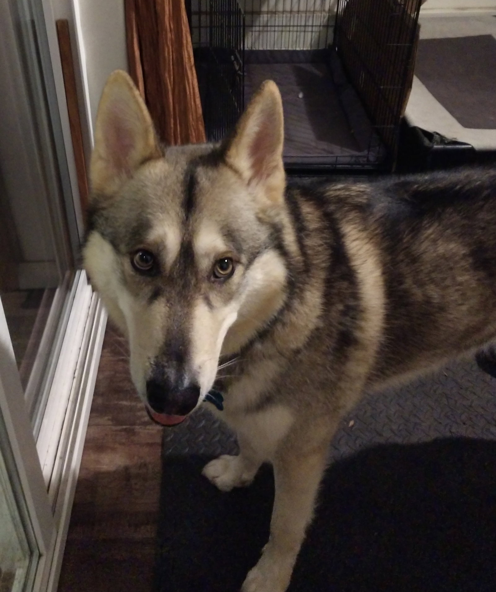 dog-image