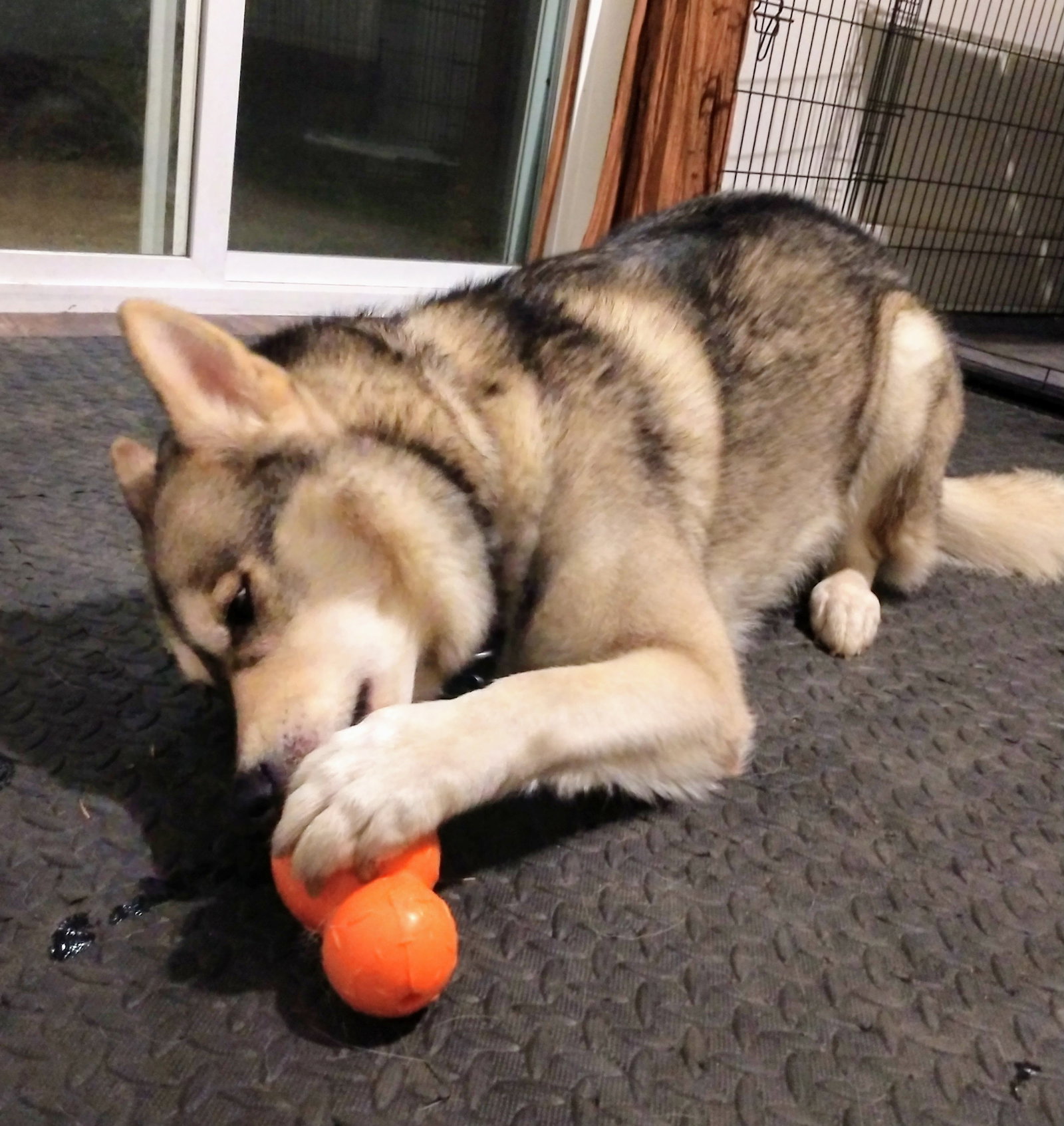 dog-image