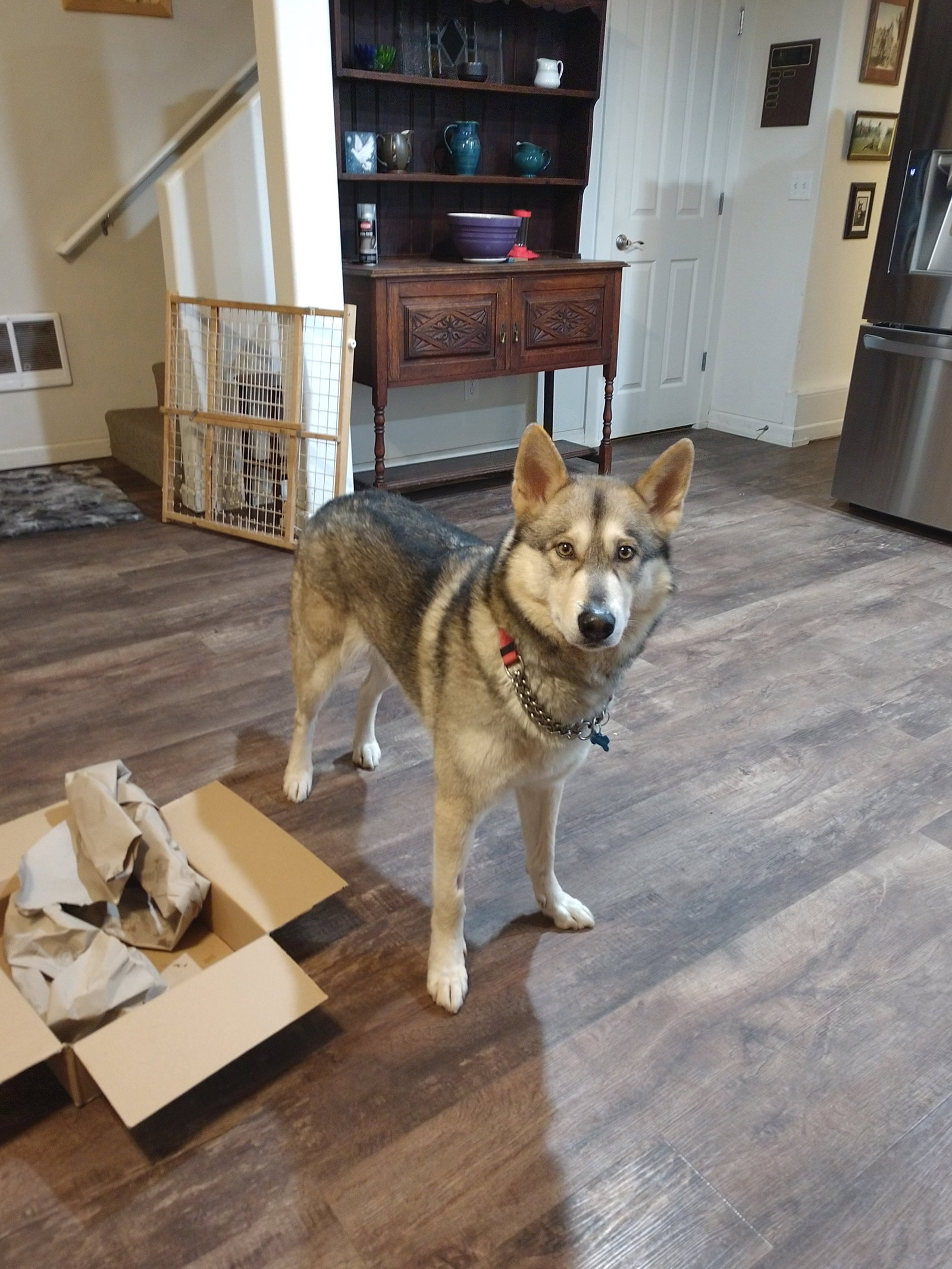 dog-image
