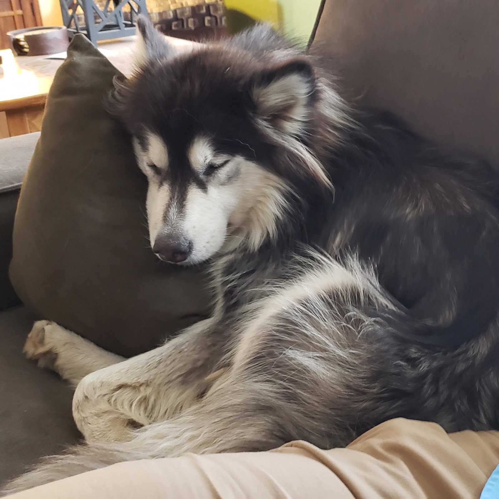 dog-image