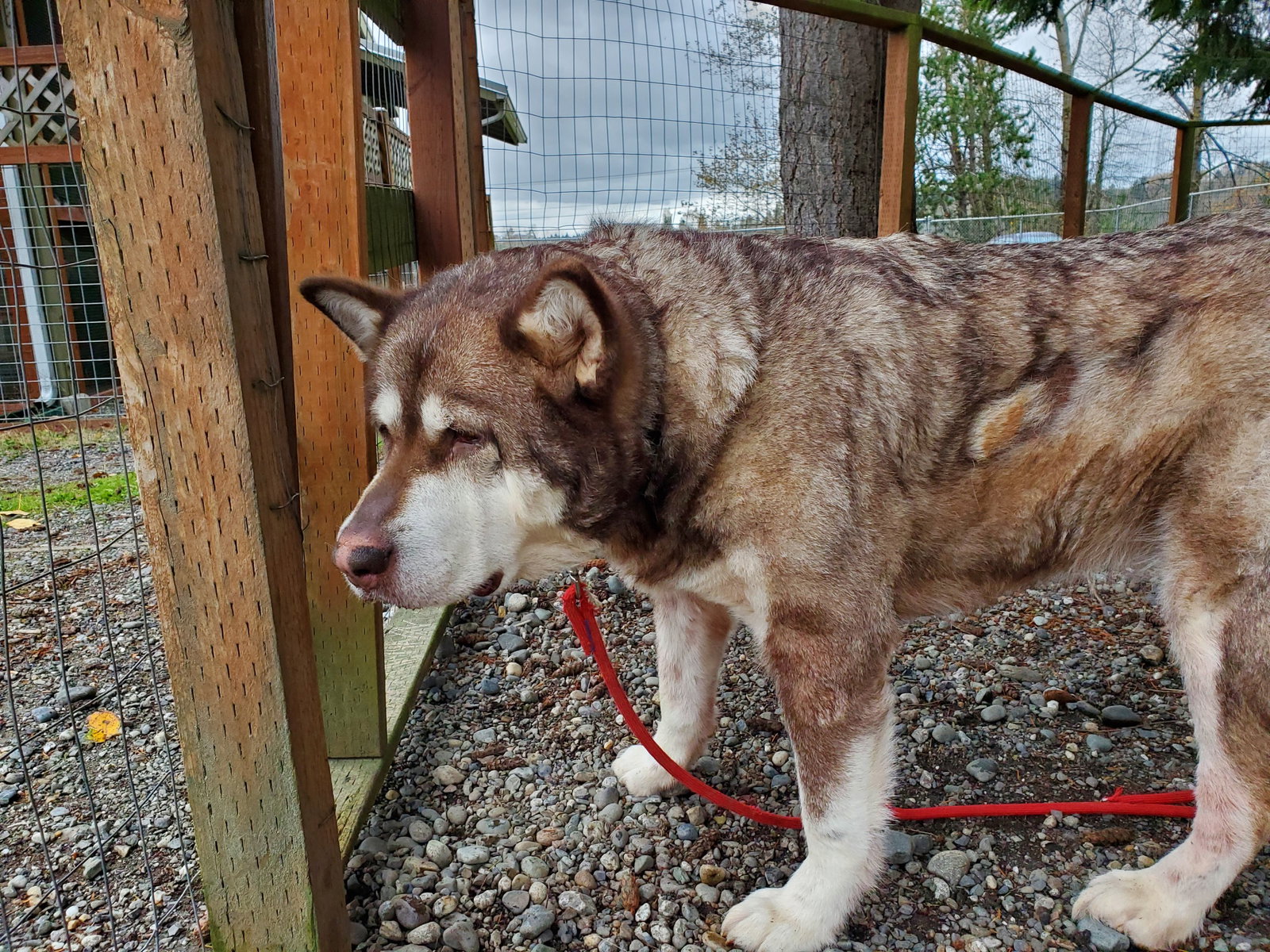 dog-image