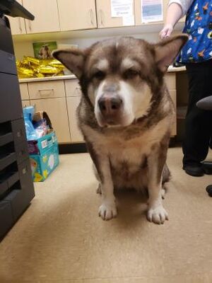 dog-image