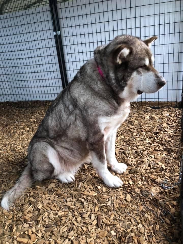 dog-image