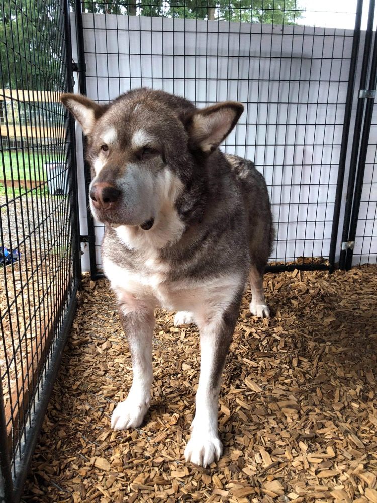 dog-image