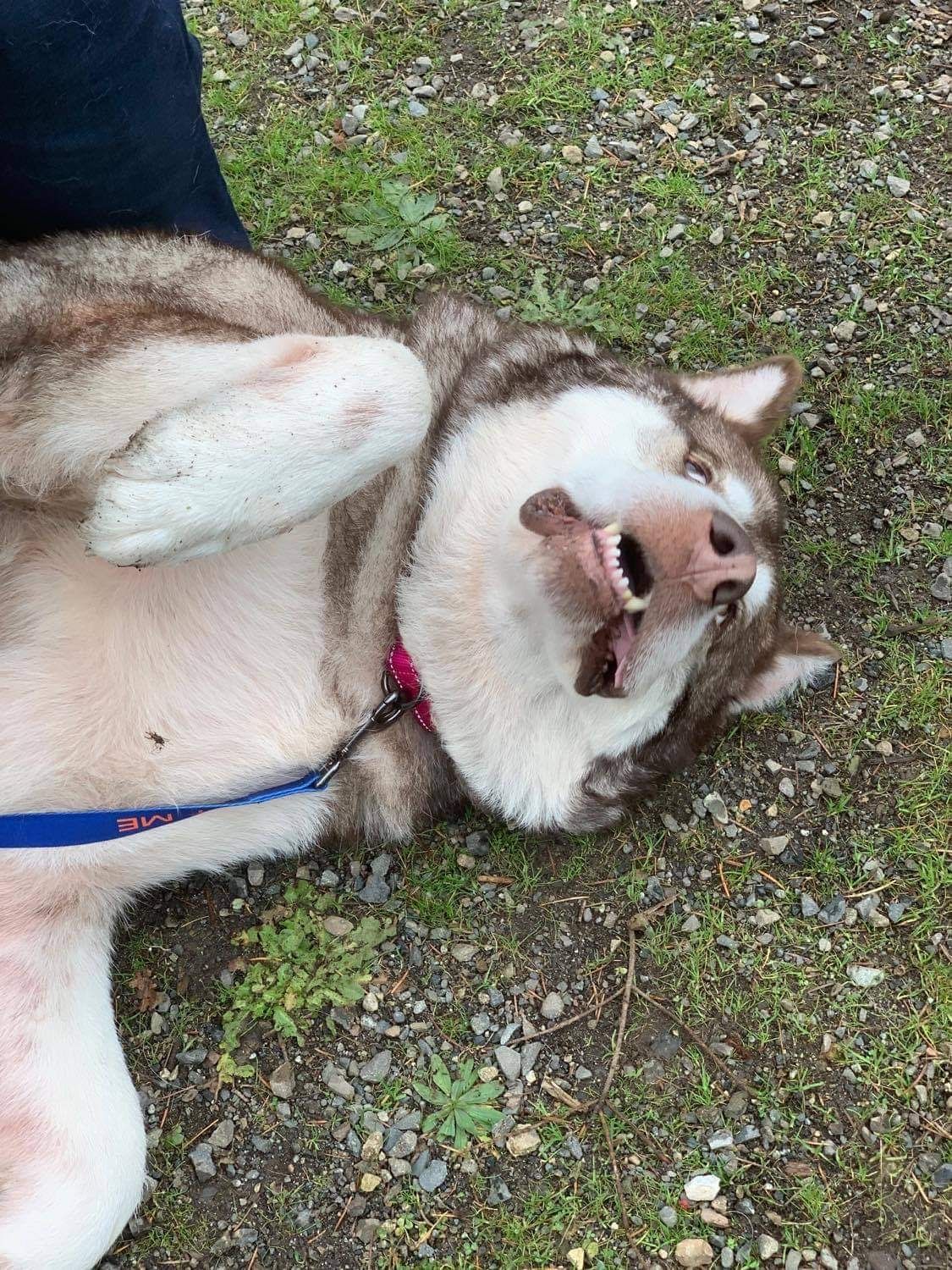dog-image