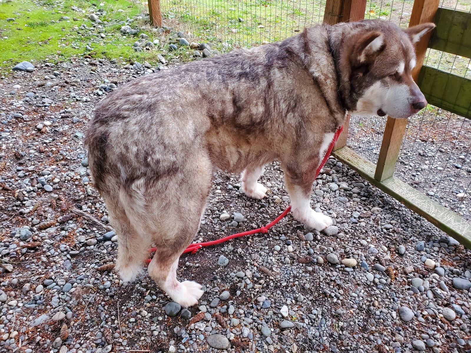 dog-image