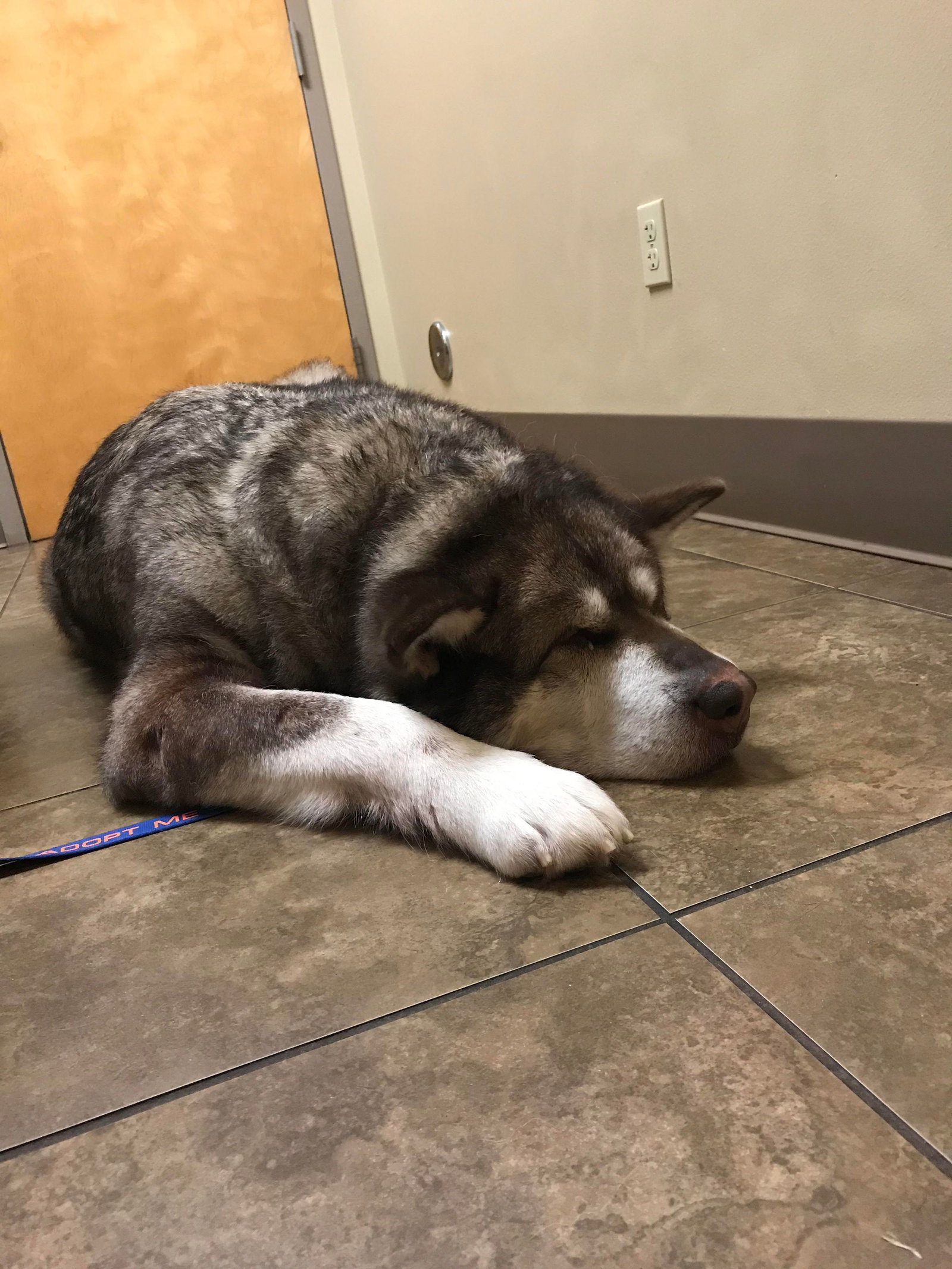 dog-image