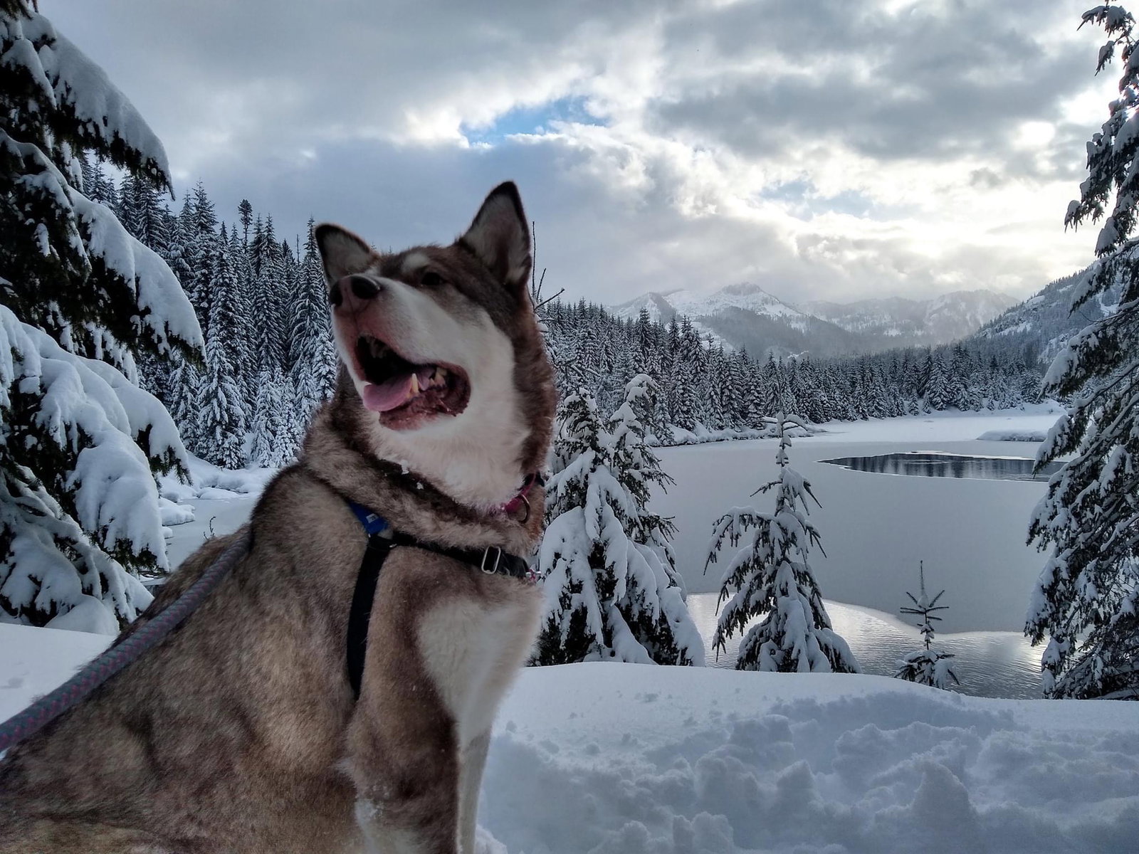 dog-image