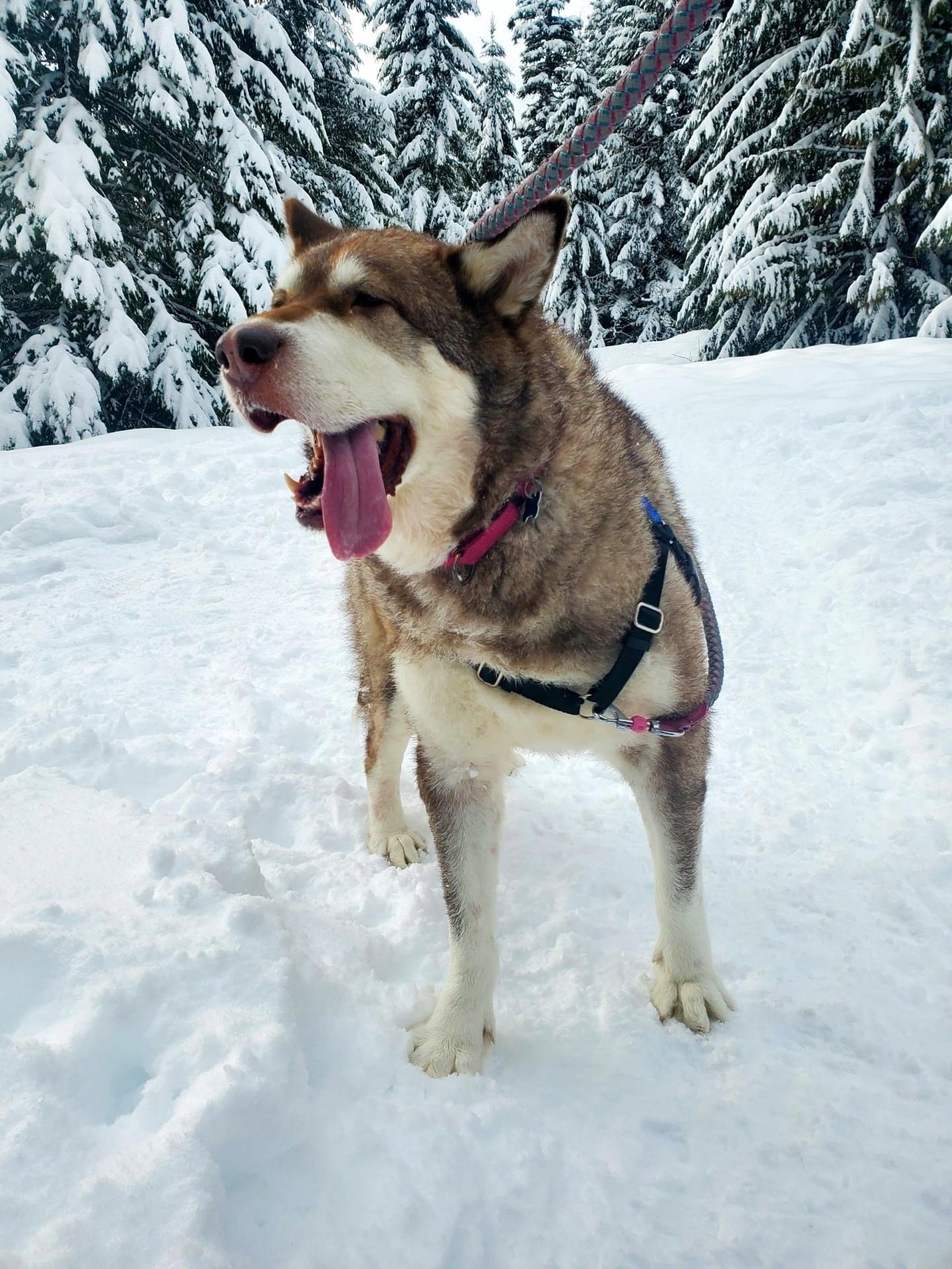 dog-image
