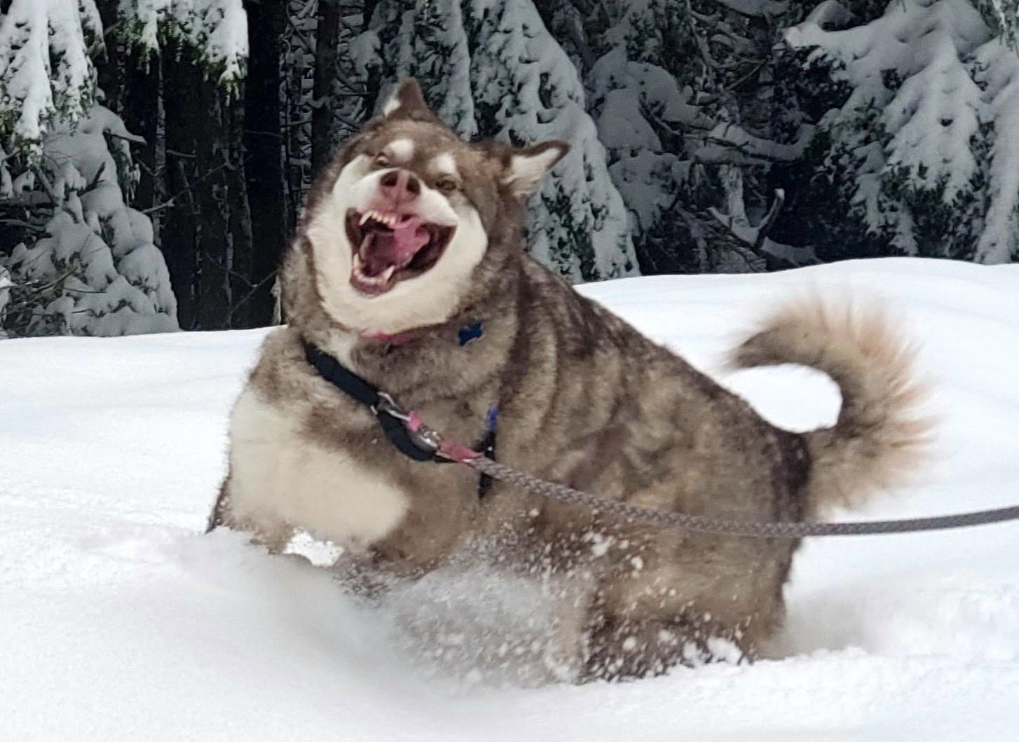 dog-image