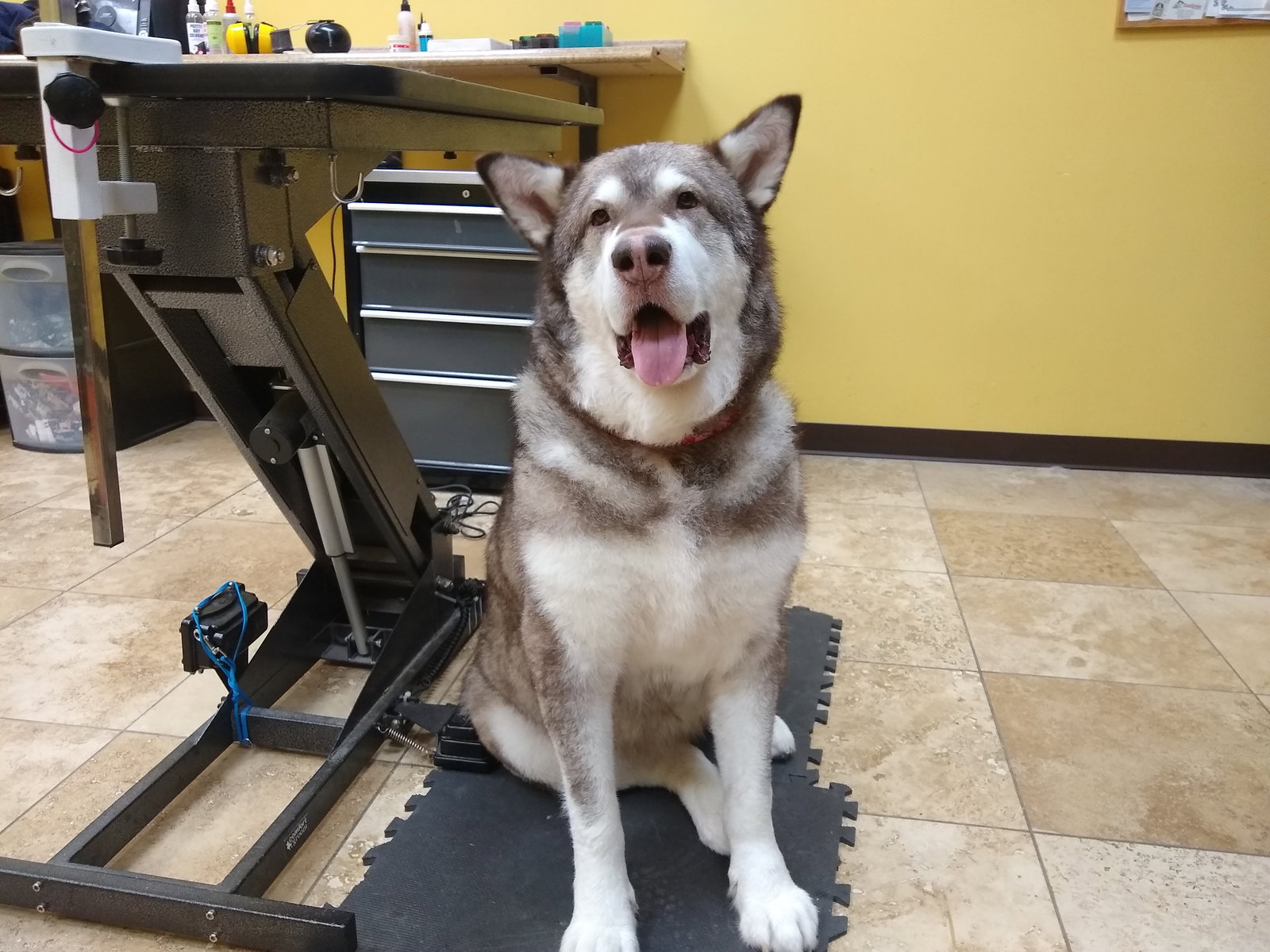 dog-image