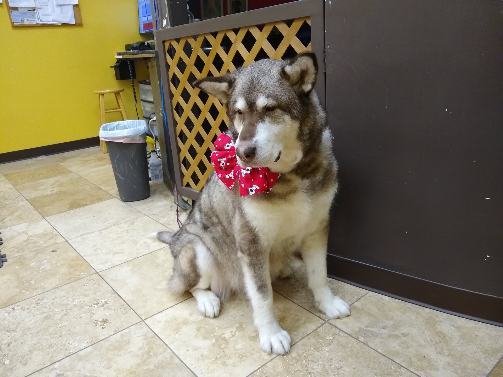 dog-image