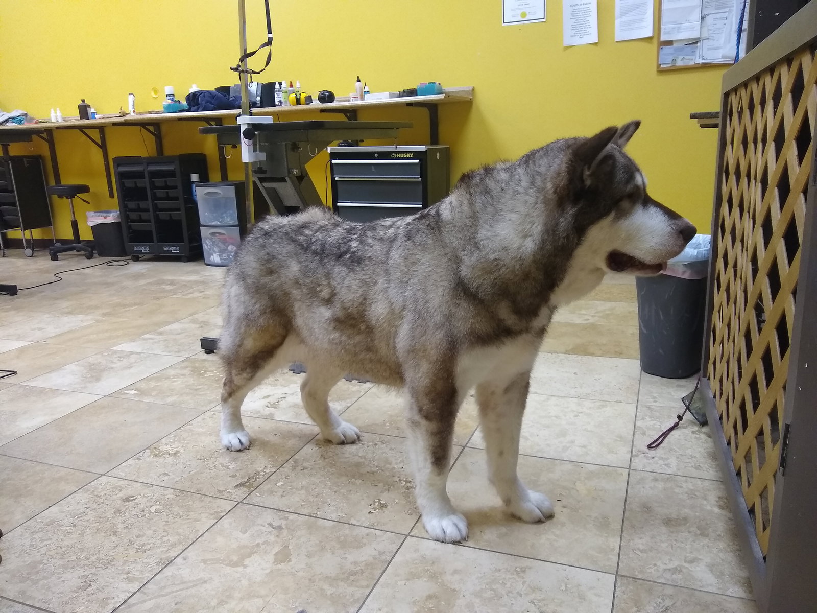 dog-image