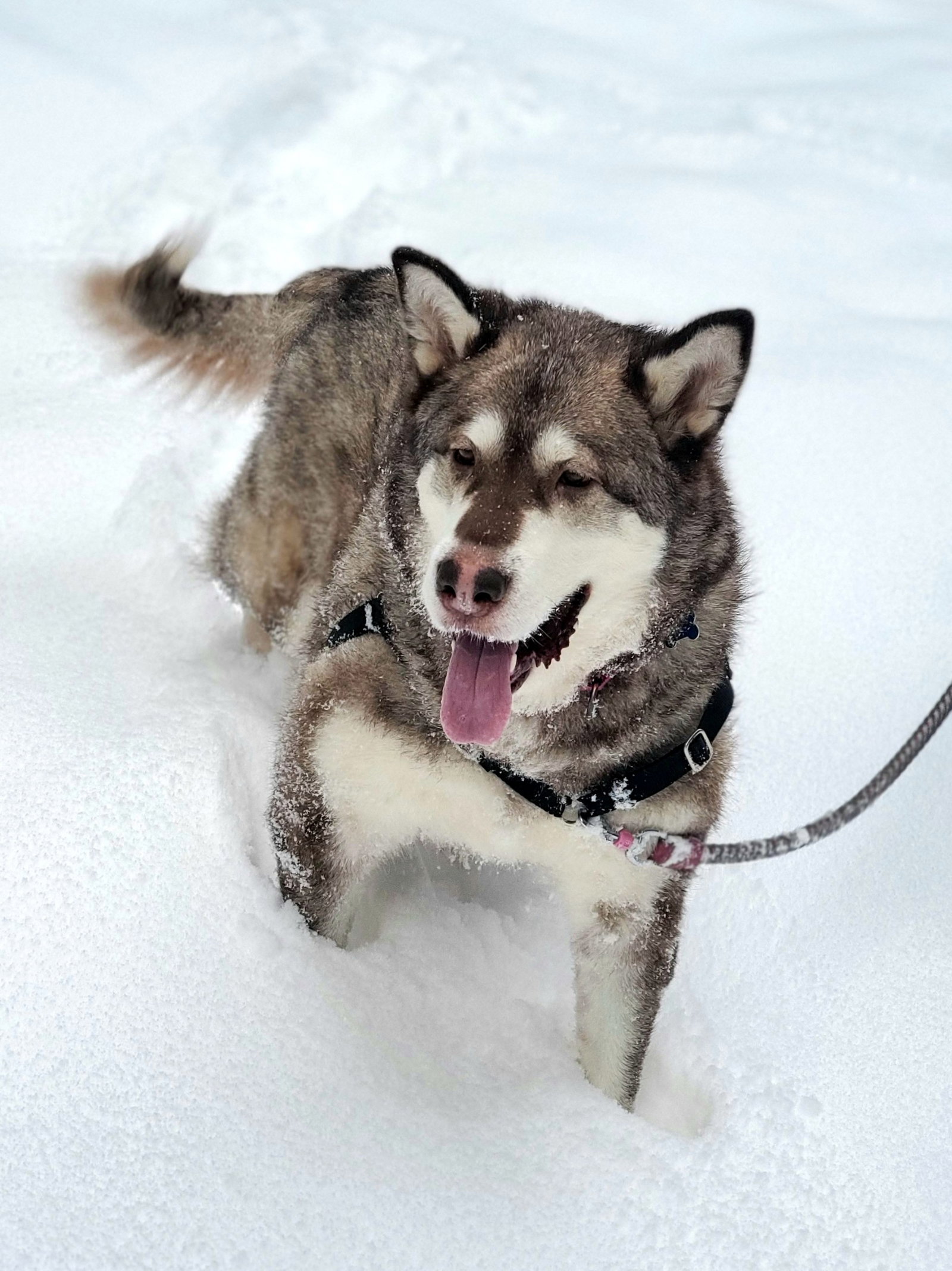 dog-image