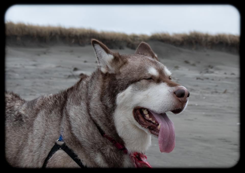 dog-image
