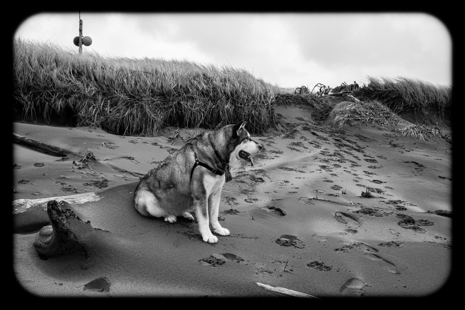 dog-image