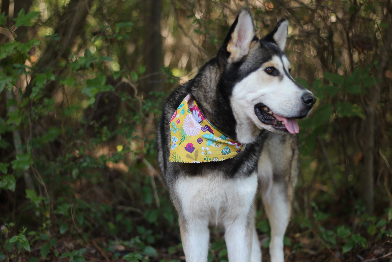 dog-image
