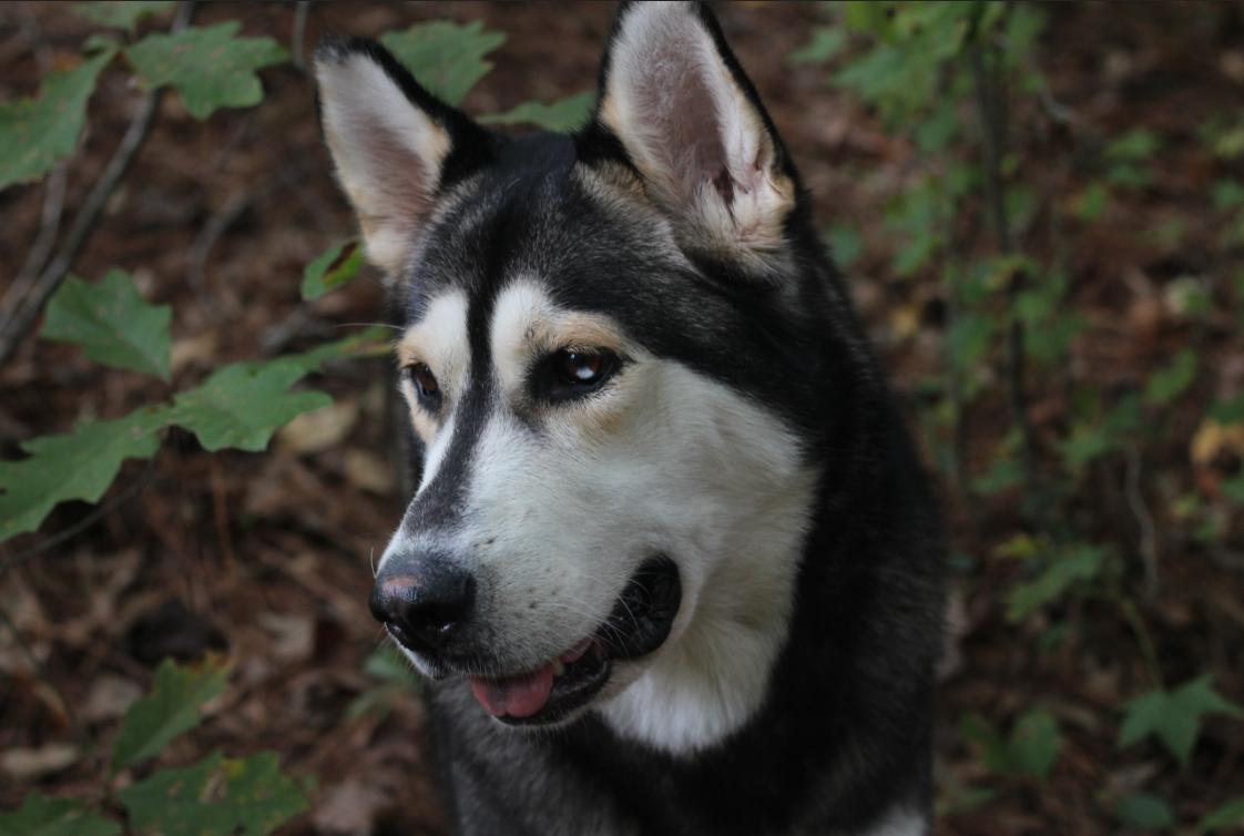 dog-image