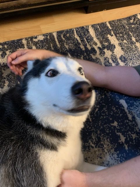 dog-image