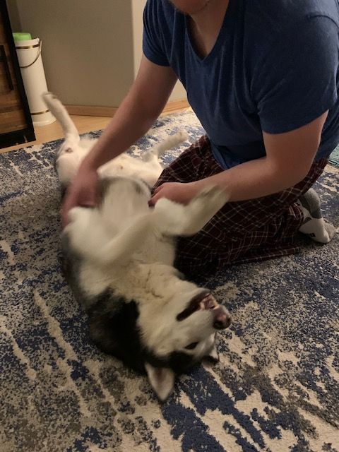 dog-image