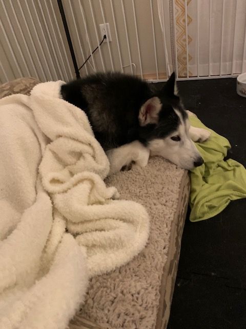 dog-image