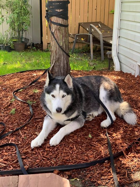 dog-image