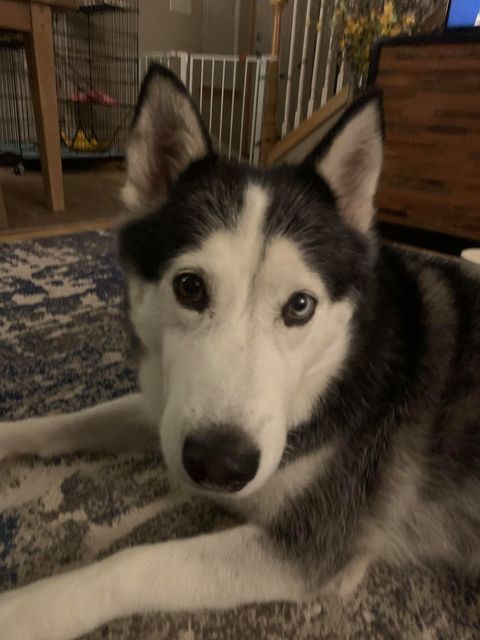 dog-image