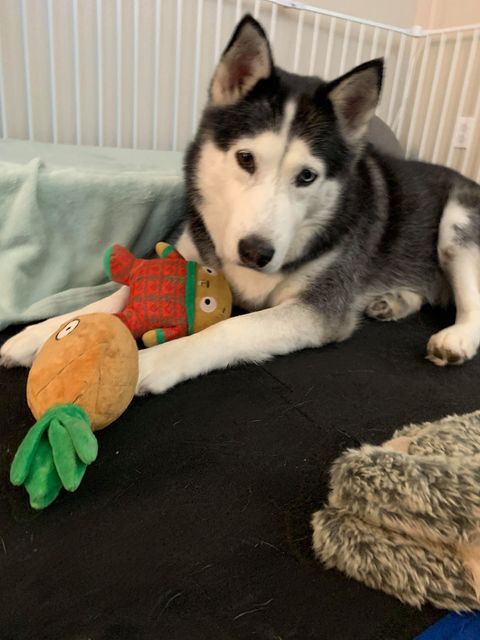 dog-image