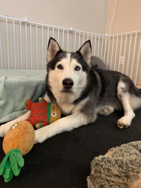 dog-image